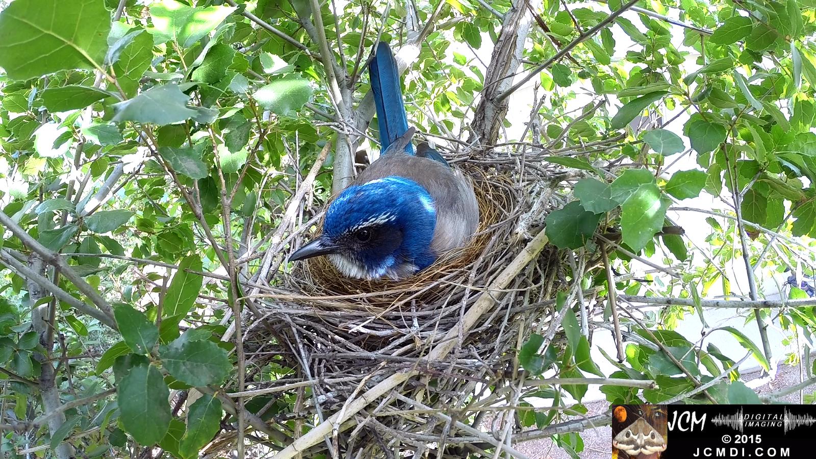 Scrub Jay nest and activity GoPro Hero3+ Black 3-3132015 Santa Clarita JCMDI.COM